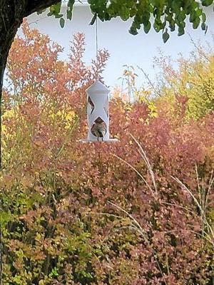 Fat ball bird feeder all in one Remix