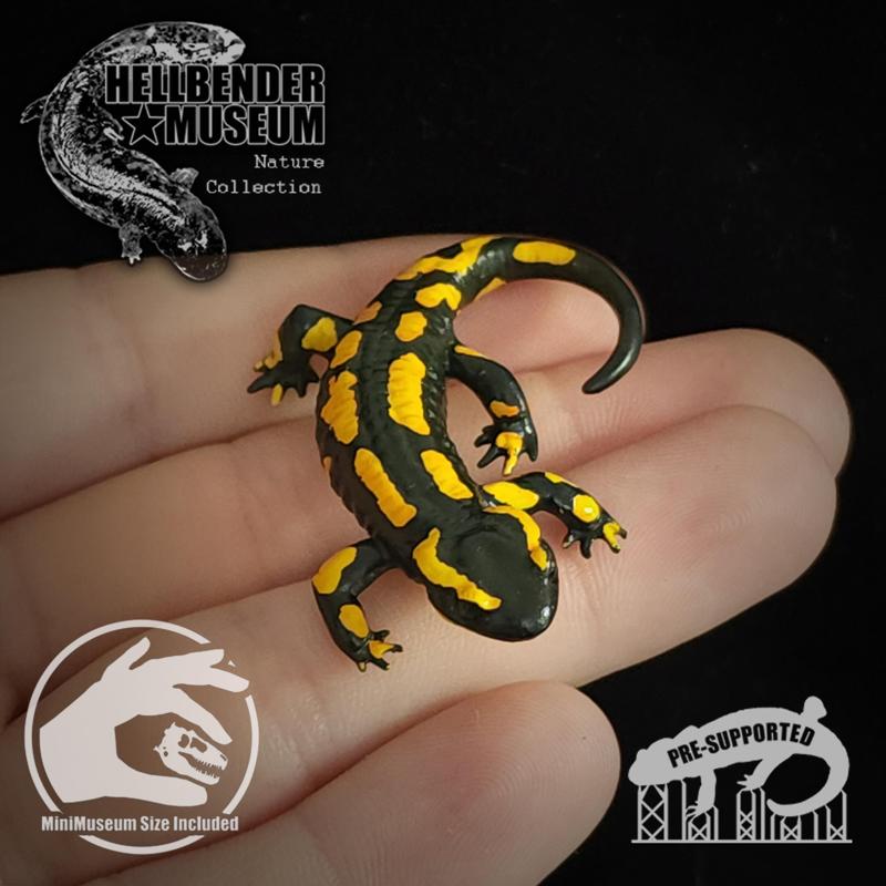 Fire Salamander Salamandra salamandra