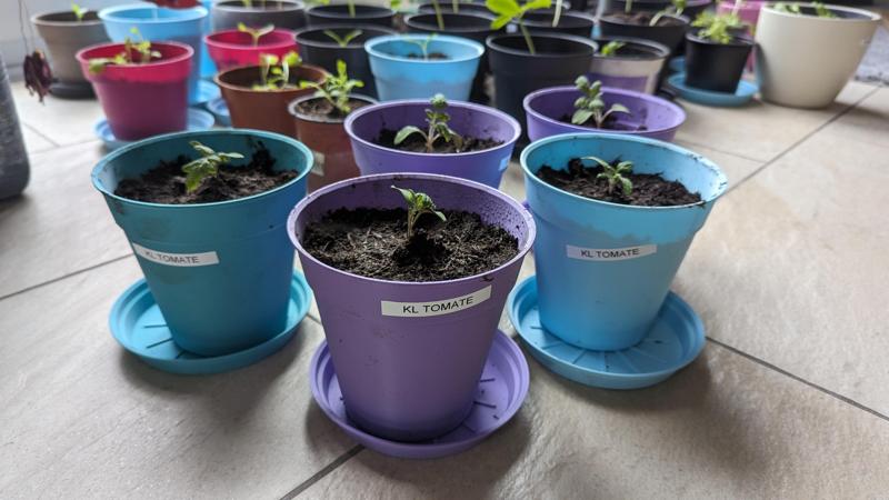 Grow Pot / Plant Pot / Anzuchttopf / Blumentopf