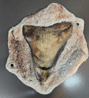 Megalodon Fossil in Stone