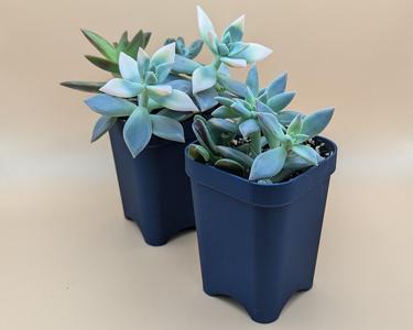 Seedling Pot