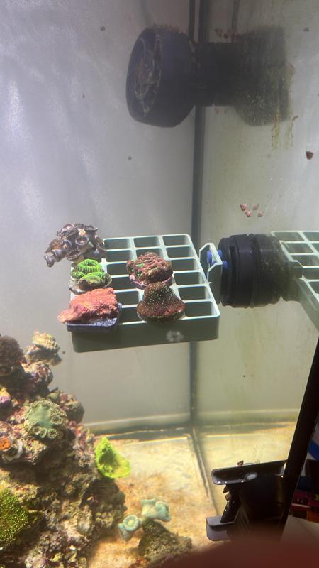 Coral frag grid holder for Tunze magnet