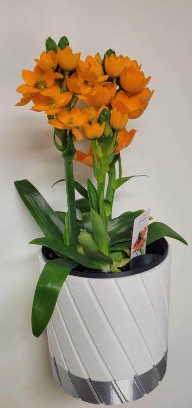 Wall Vase with Integrated Water Distribution System #2