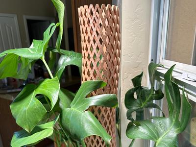 Cactus Skeleton Plant Pole