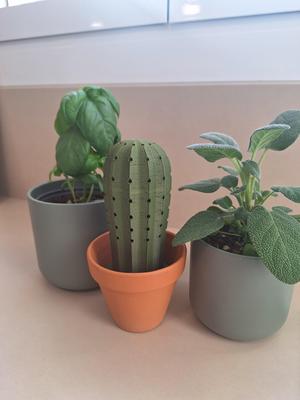 Cactus toothpick holder