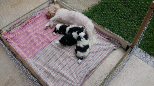 Fence for pet