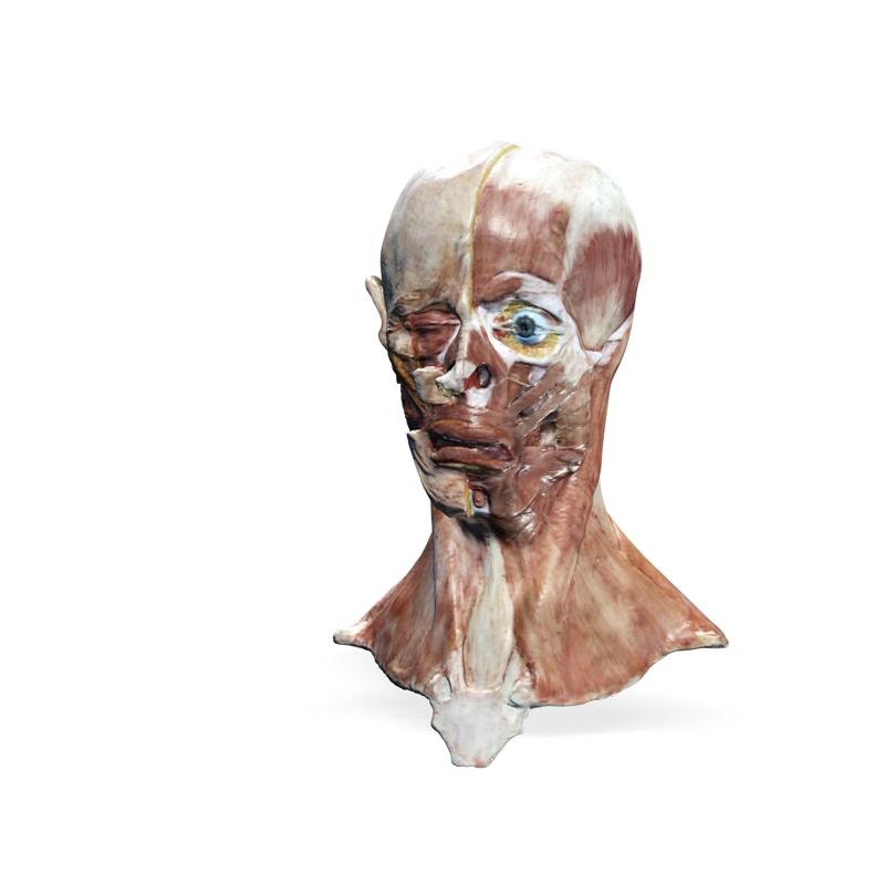 SKULL Skull HEAD FBX 3MF STL OBJ 3D PRINTING ANATOMY BRAIN, Cerebellum, Injected, Gargantuan MALE MUSCLE