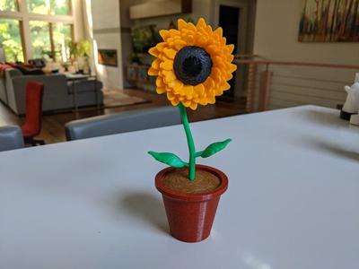 Sunflower with pot and soil