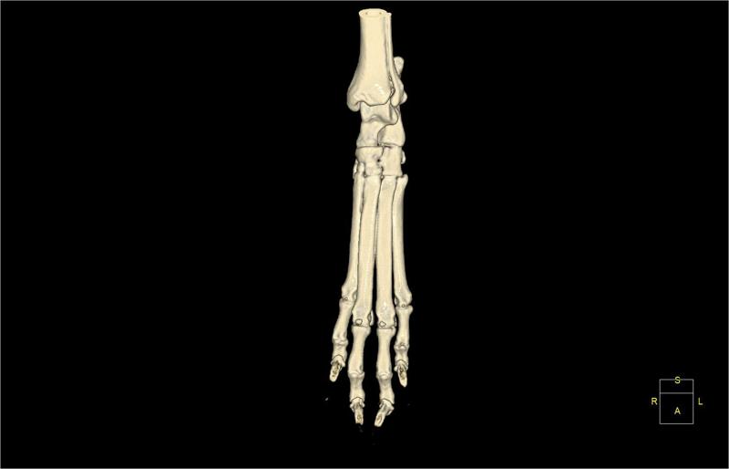 The left paw of the dog , created by CT result