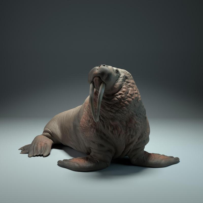 Walrus