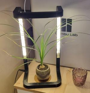 LED Light / Modern Lamp