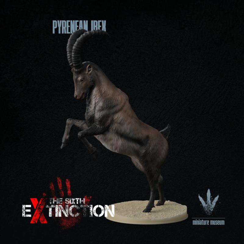 Pyrenean ibex : Standing tall