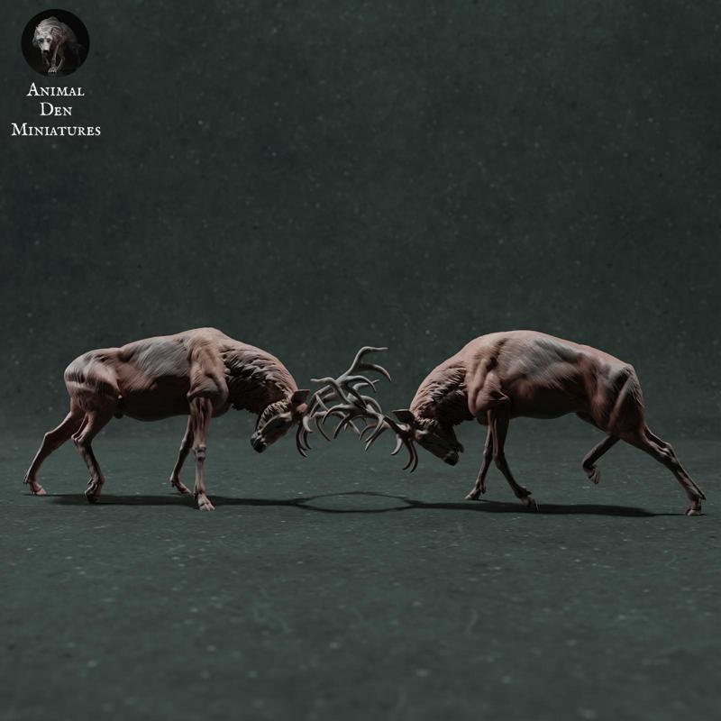 Red Deer Stags Fight