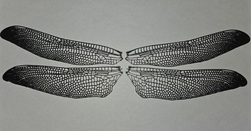 Realistic dragonfly wings (read description before printing)