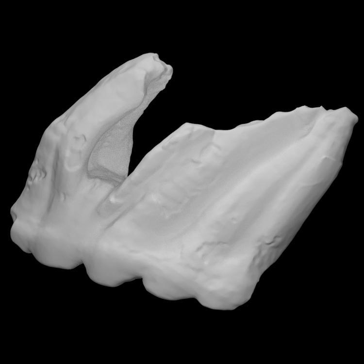 Cuvieronius Molar