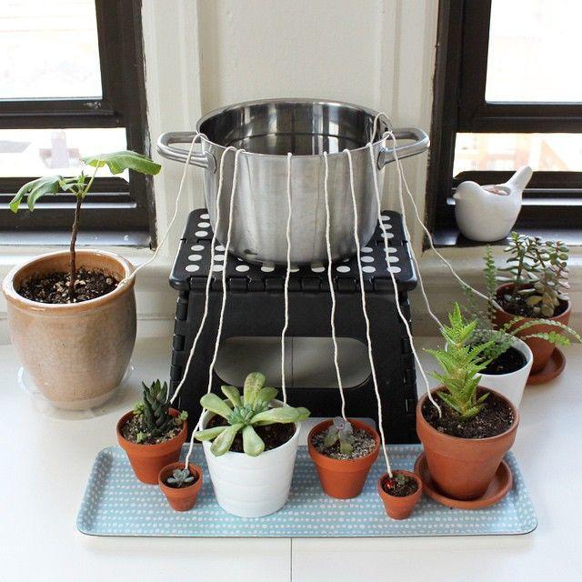 Self Watering Plant Pot