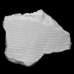 Lepidodendron Fossil