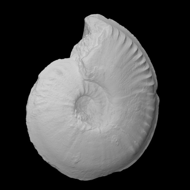 Ammonite - Hyperlioceras