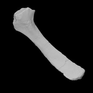 Chilesaurus diegosuarezi left scapula