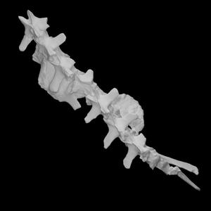 Chilesaurus diegosuarezi vertebrae