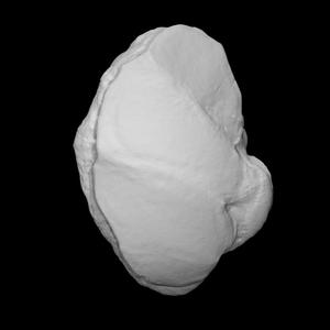 Mammoth navicular bone