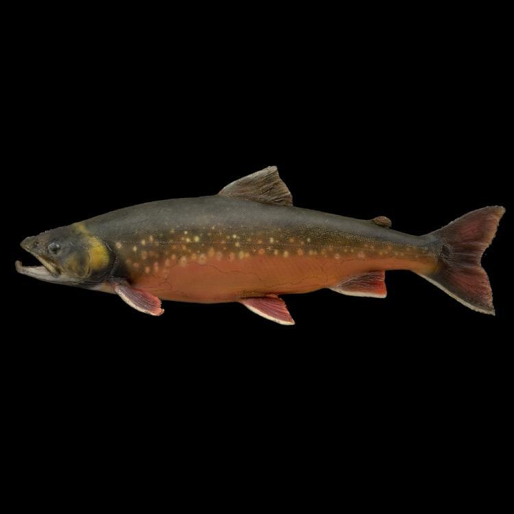 Brook trout