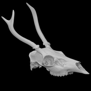 Columbian Black-tailed Deer specimen 01