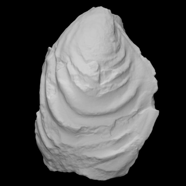 Bivalve Retroceramus eximius