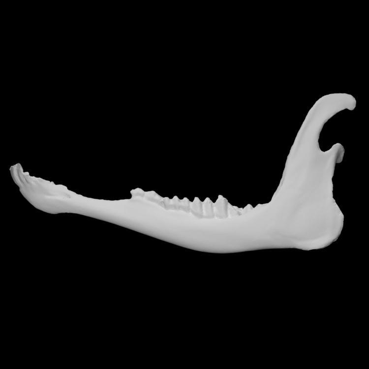 Mule Deer specimen 03 : female