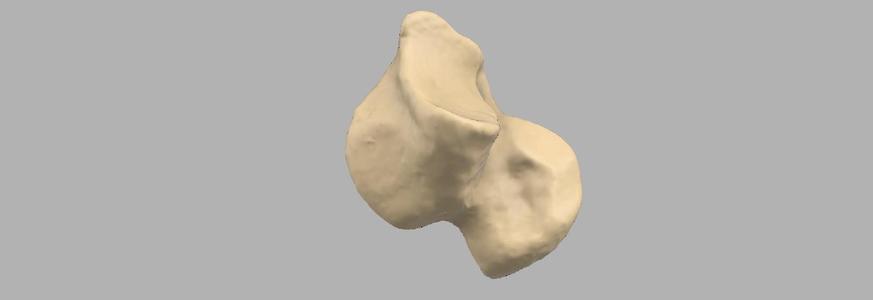 GIAA Bibliothèque Anatomique (Anatomic Library) - Talus