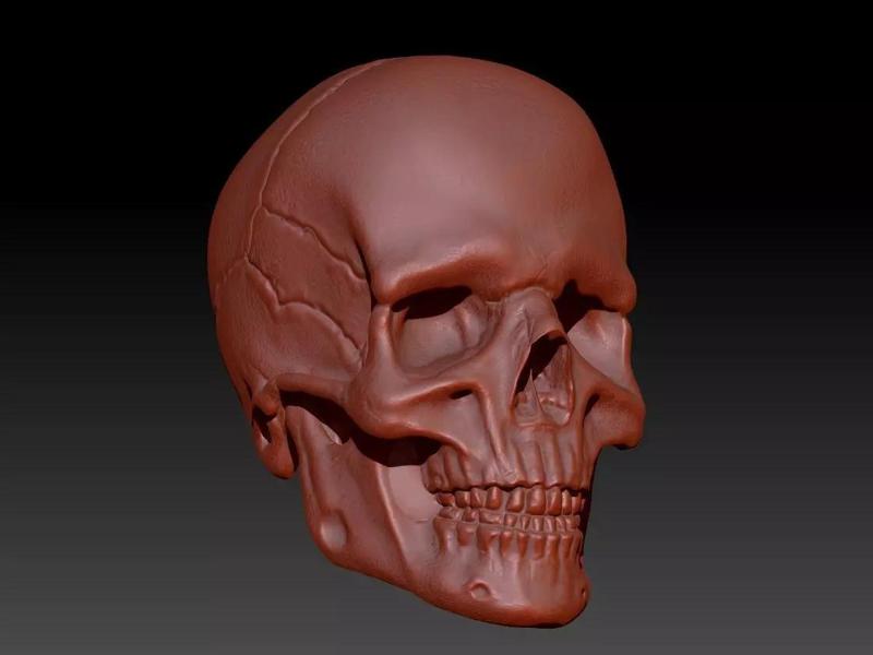 Human male skull sculpt