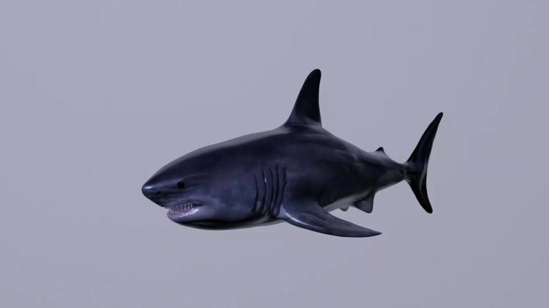 Great White Shark
