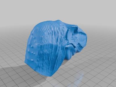 Head of tyrannosaurus rex