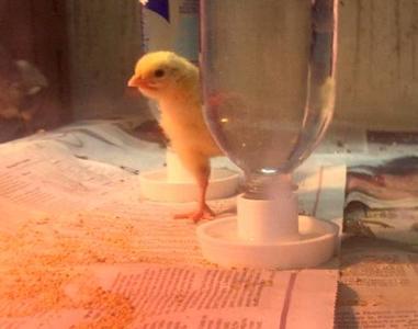 Baby Chick Water Bottle Dish