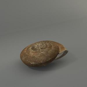 Aegista chosenica Pilsbry