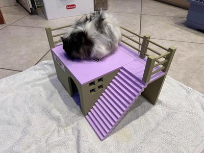 GUINEA PIG HOUSE
