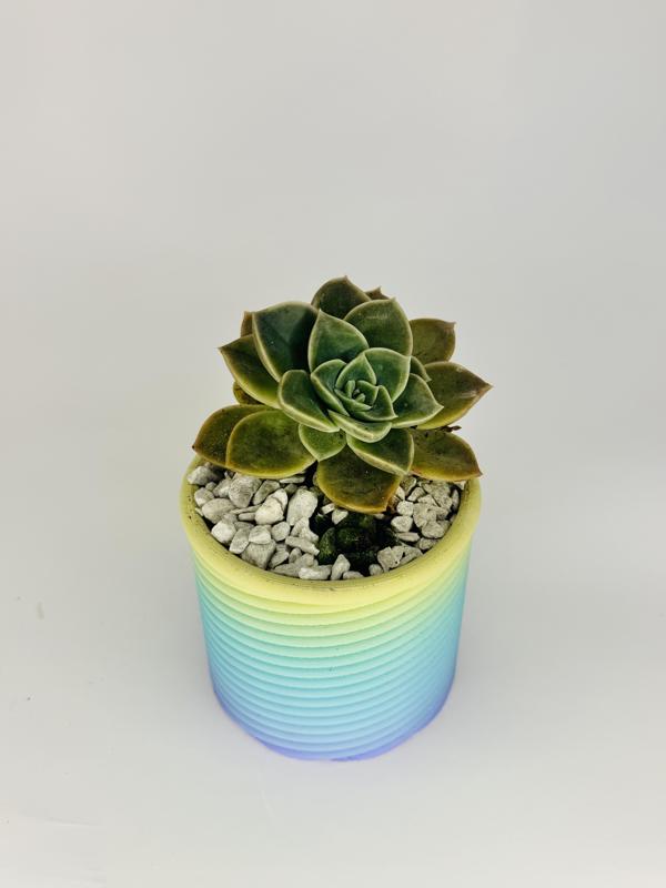Spiral Pot Planter