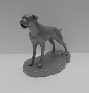 Boxer Dog