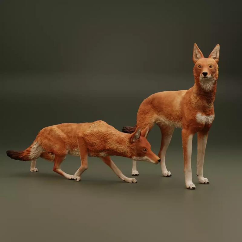 The Ethiopian Wolf