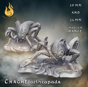 Chaghe arthropods