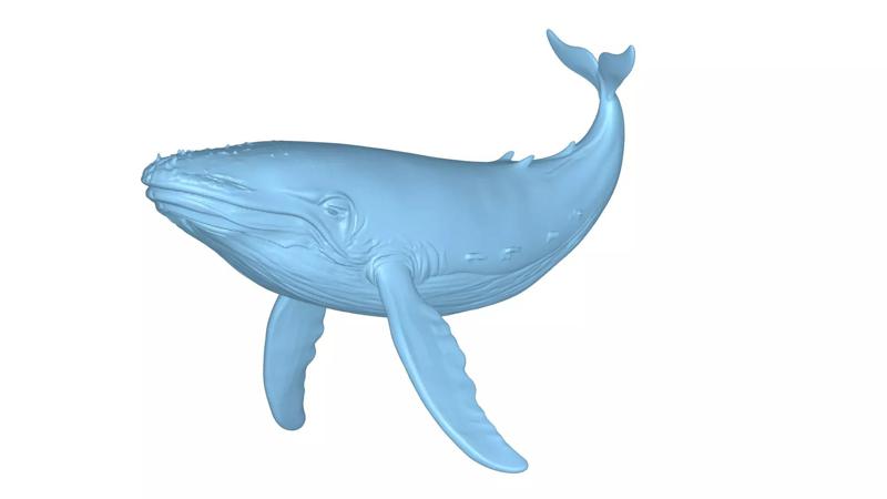 Humpback Whale 3D Printable Model STL OBJ