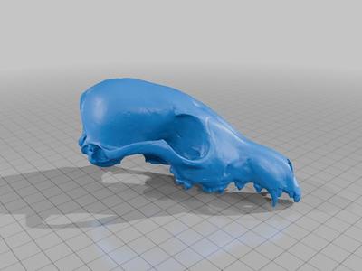 Fox Pup Skull