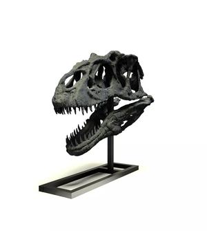 CRANEO DE ALLOSAURUS PARA ESCALA