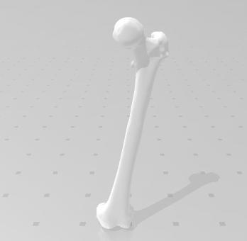 Left Female Femur