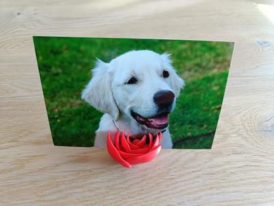 Rose flower photo holder