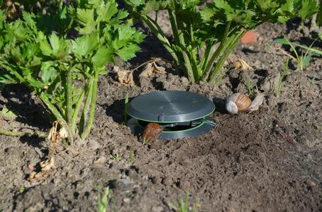 Snail Slug Trap   