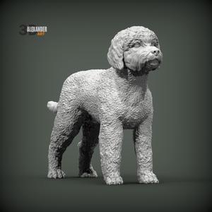 Lagotto romagnolo 3D print model