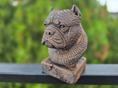 EXOTIC BULLY BUST