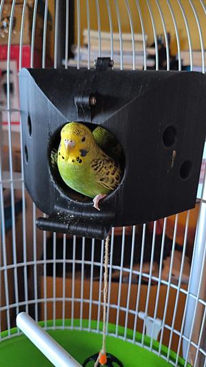 V037's Budgie Breeding House