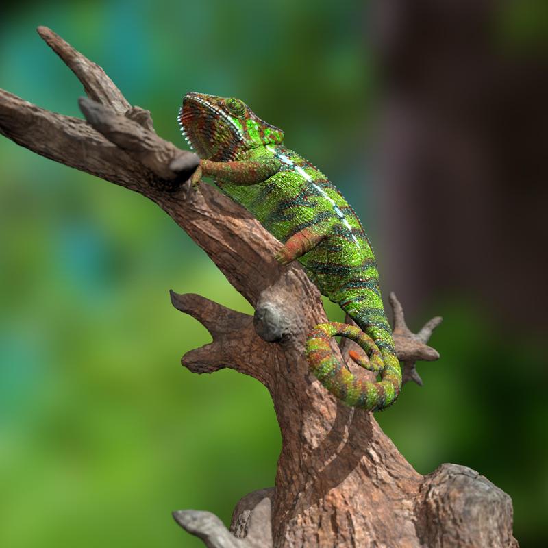 Panther Chameleon (Furcifer pardalis Sambava) STL 3D Print Model with Full-Size Texture High Polygon